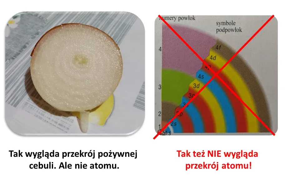 cebula-przepkroj-atomu.webp